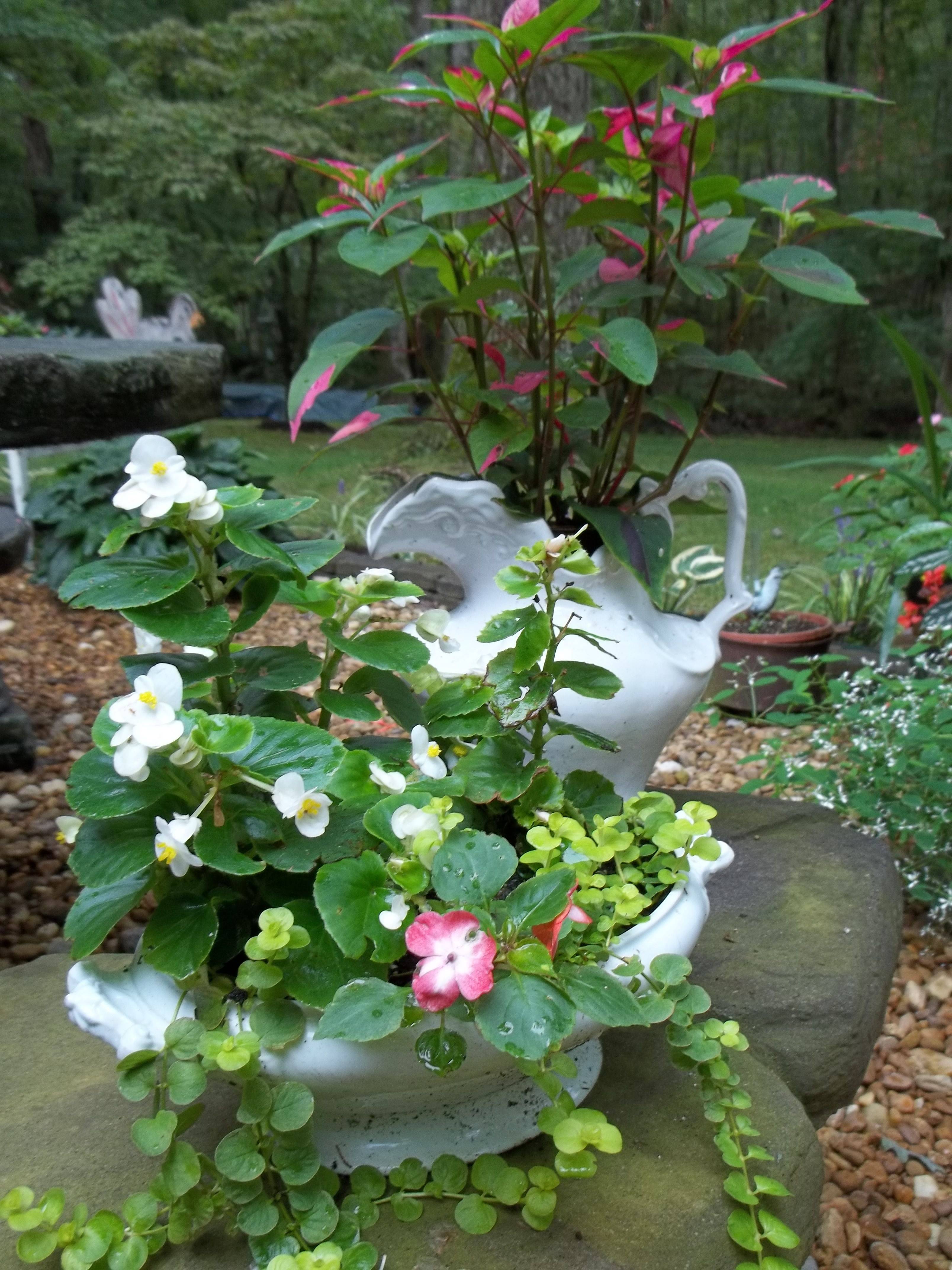 Plant Containers