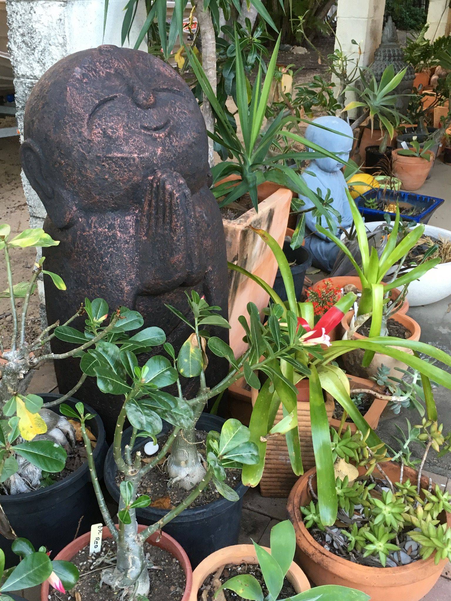 Tropical Garden