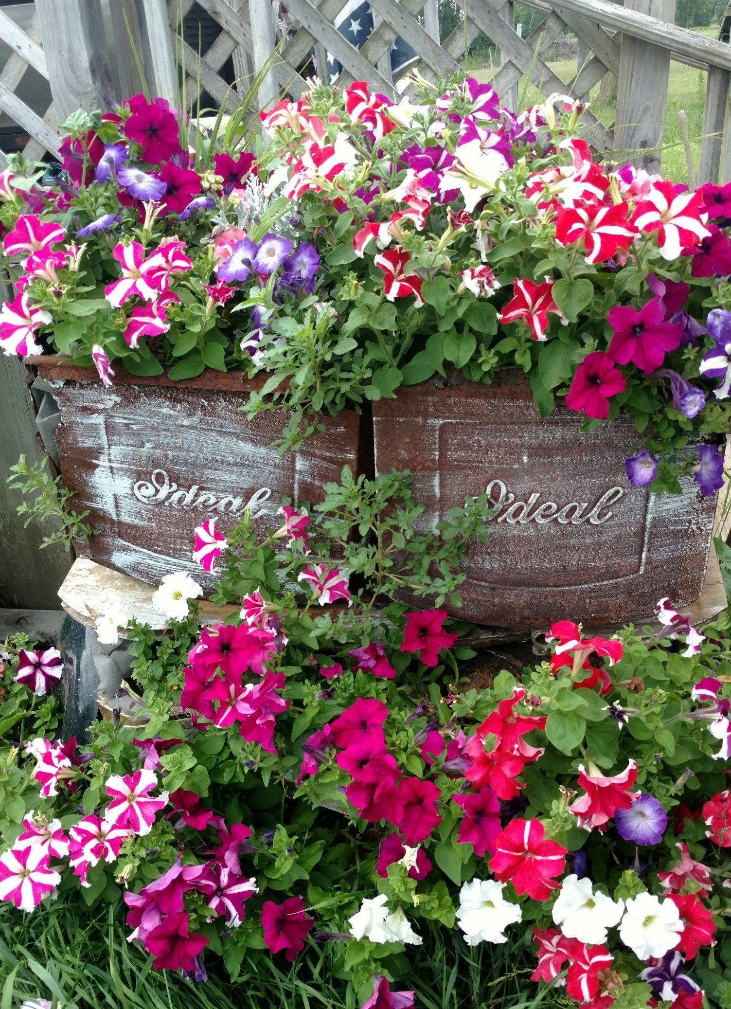 Junk Garden Coffee Pot Planters