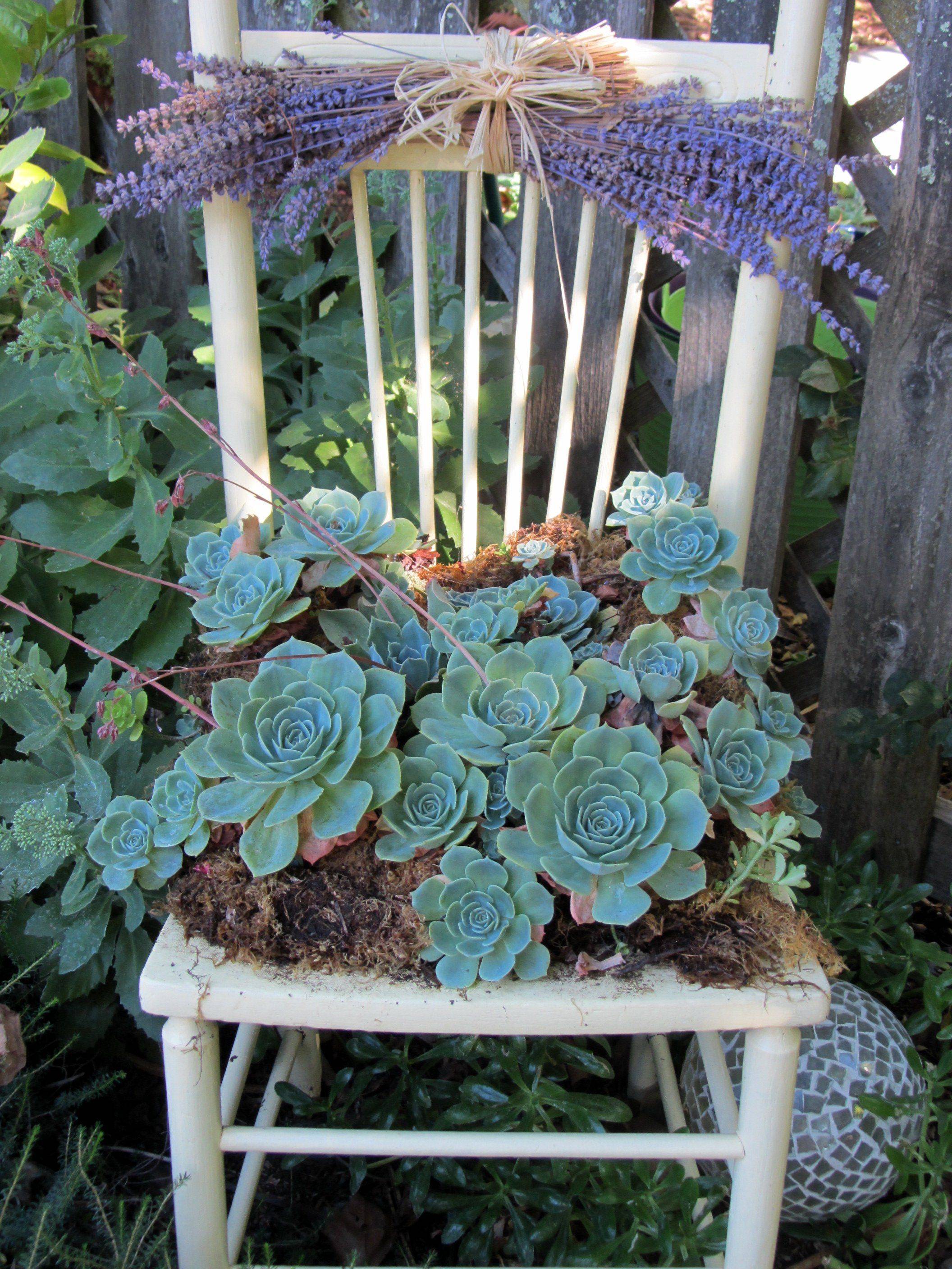 Succulent Gardens