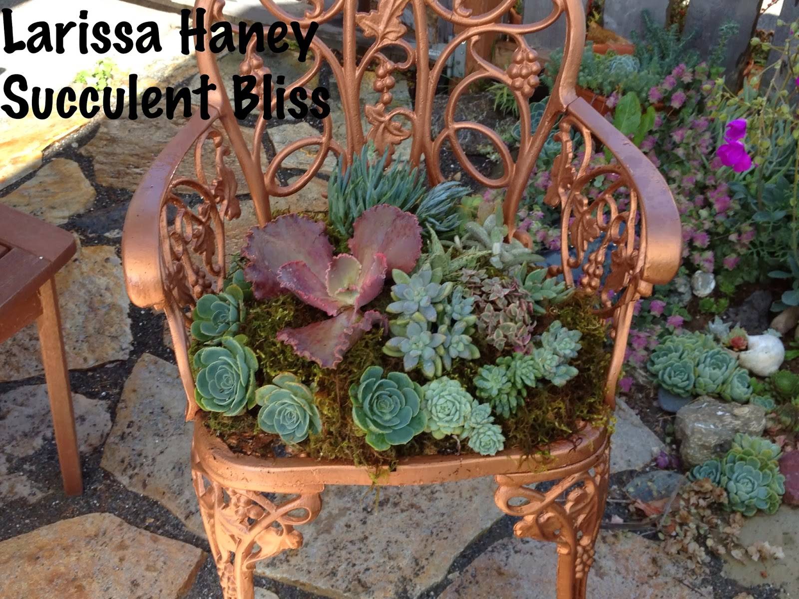 Another Succulent Garden Chair Idea Garden Ideas