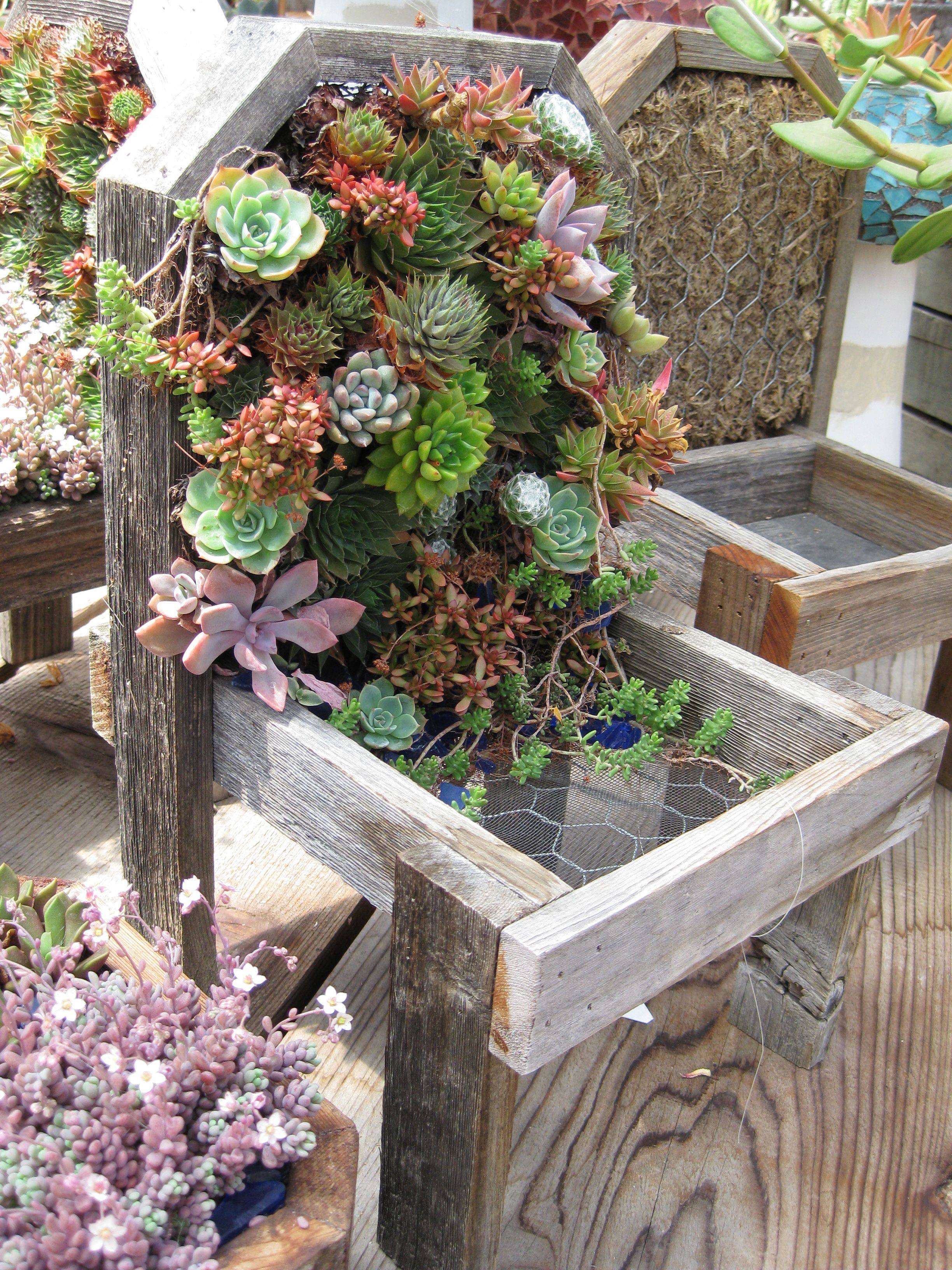 A Succulent Chair
