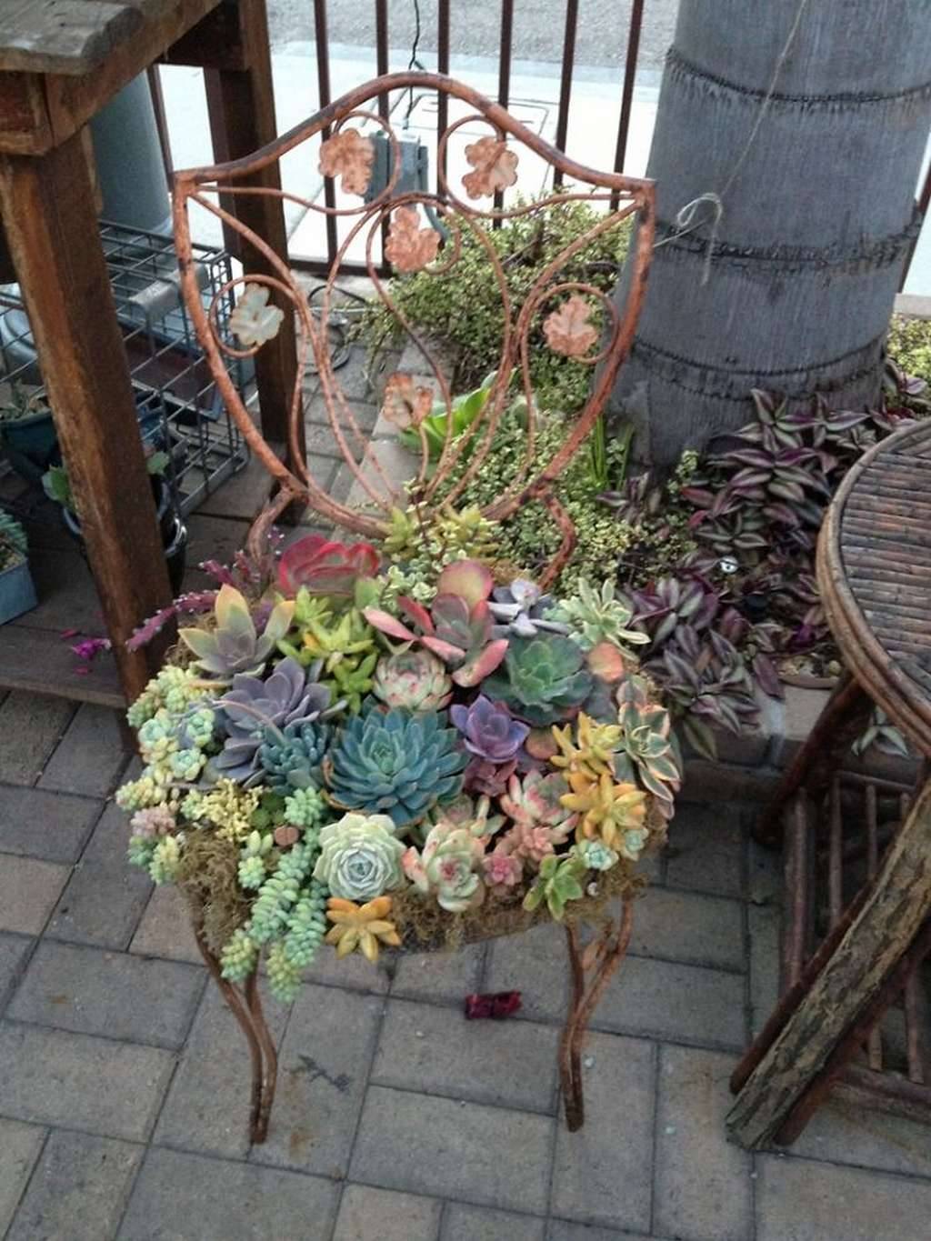 Succulent Garden Chair Succulents