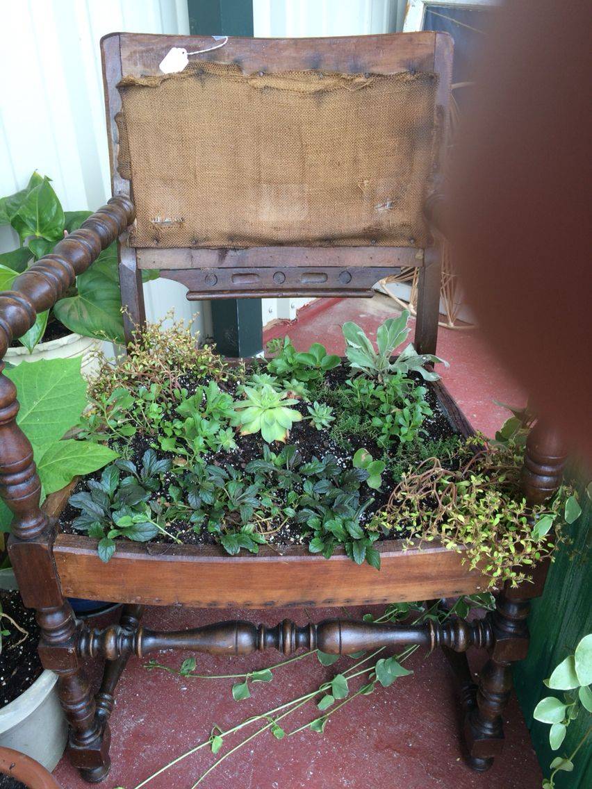 Succulent Garden Ideas