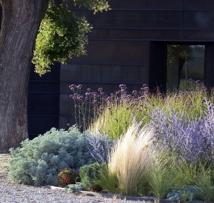 Small Xeriscape Cottage Garden Mediterranean Landscape London