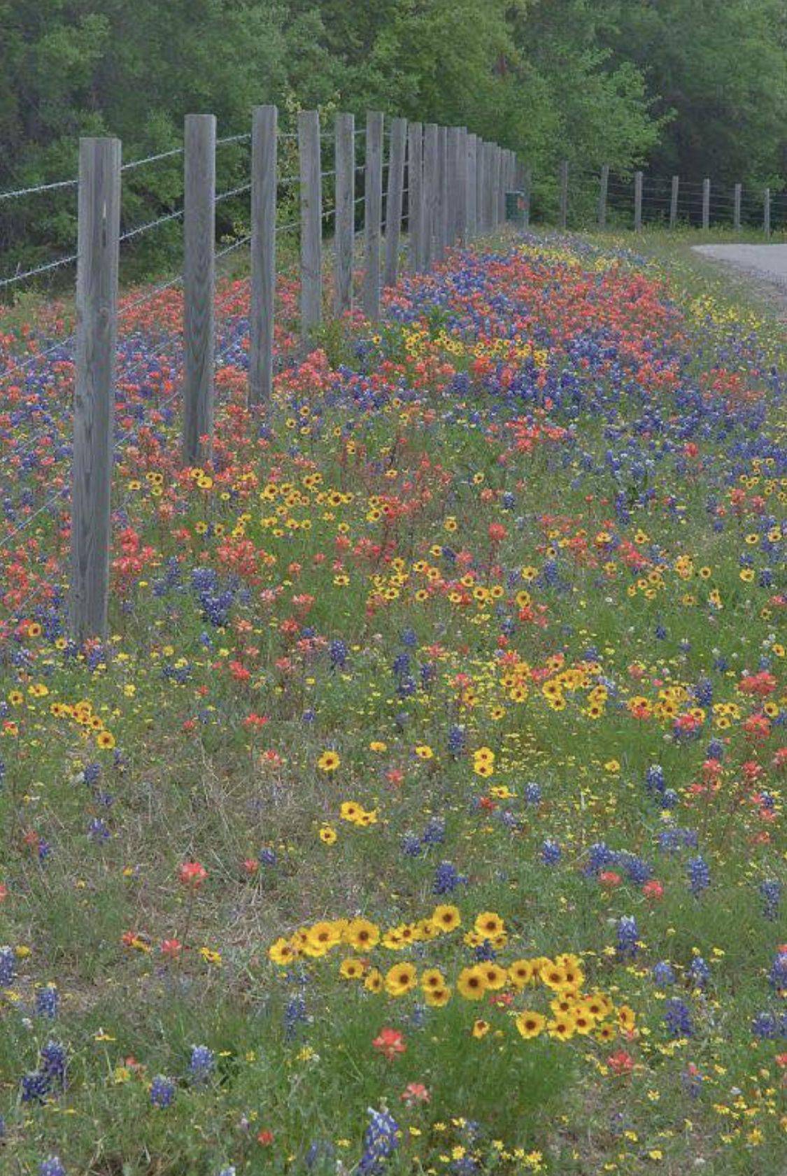 English Garden Ideas