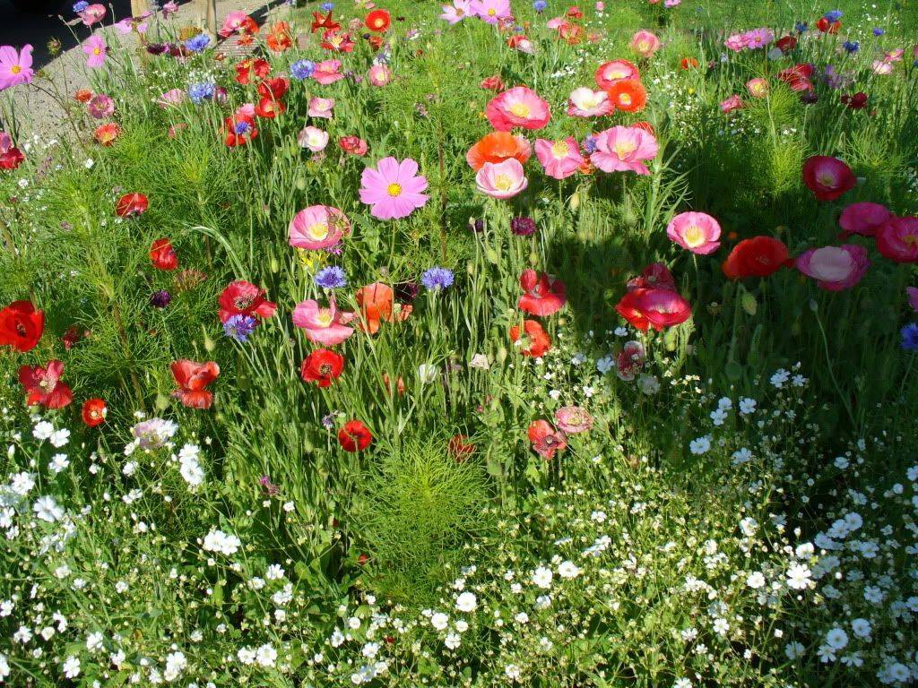 Beautiful Lawn Alternative