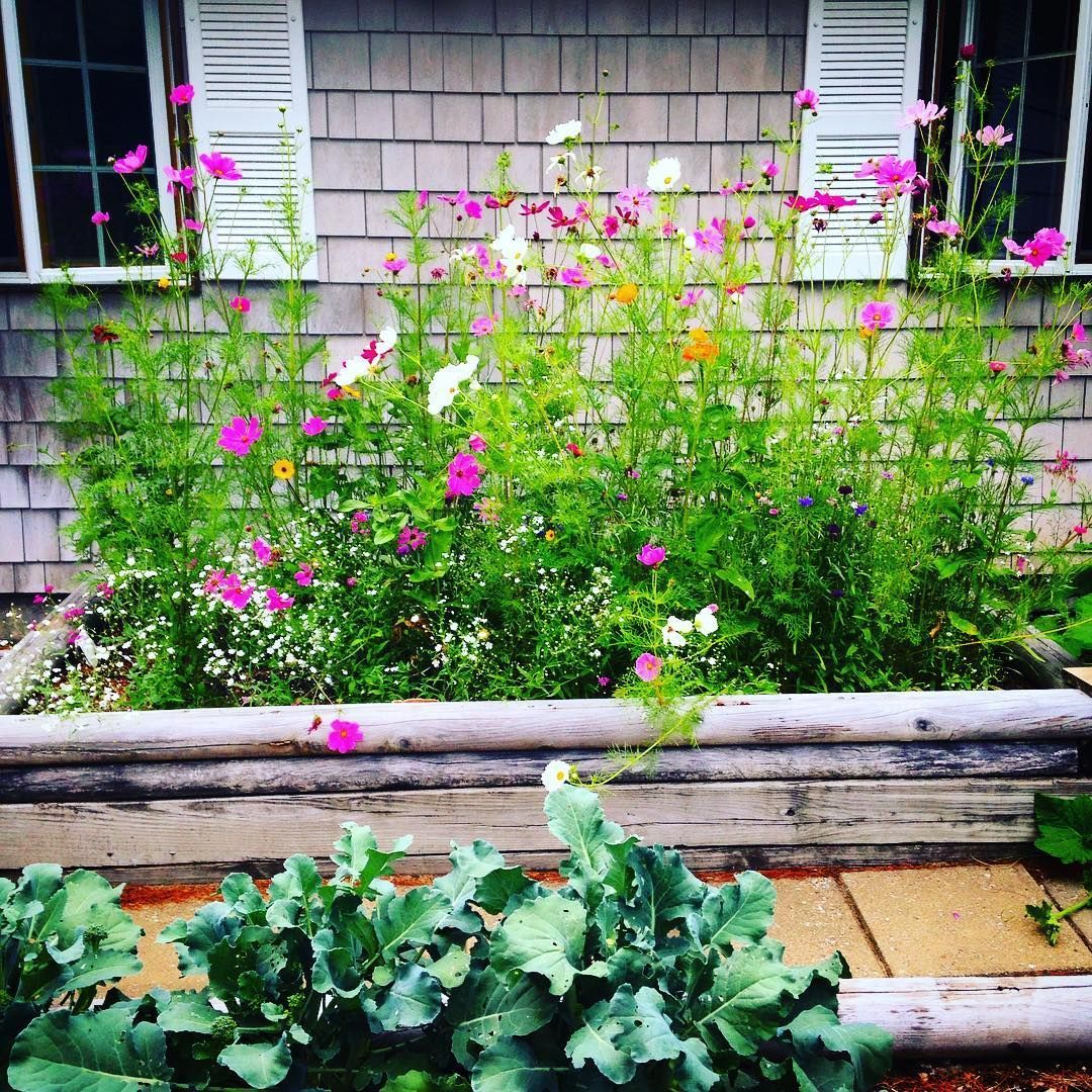 Wildflower Garden Ideas