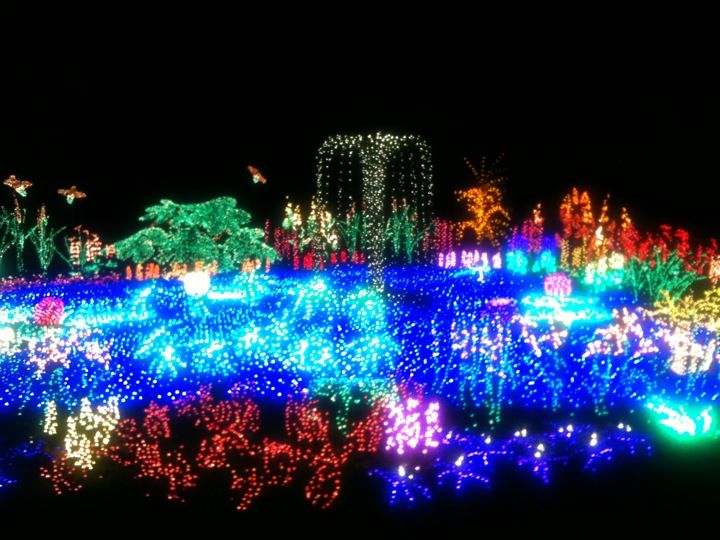 The Brilliant Garden D