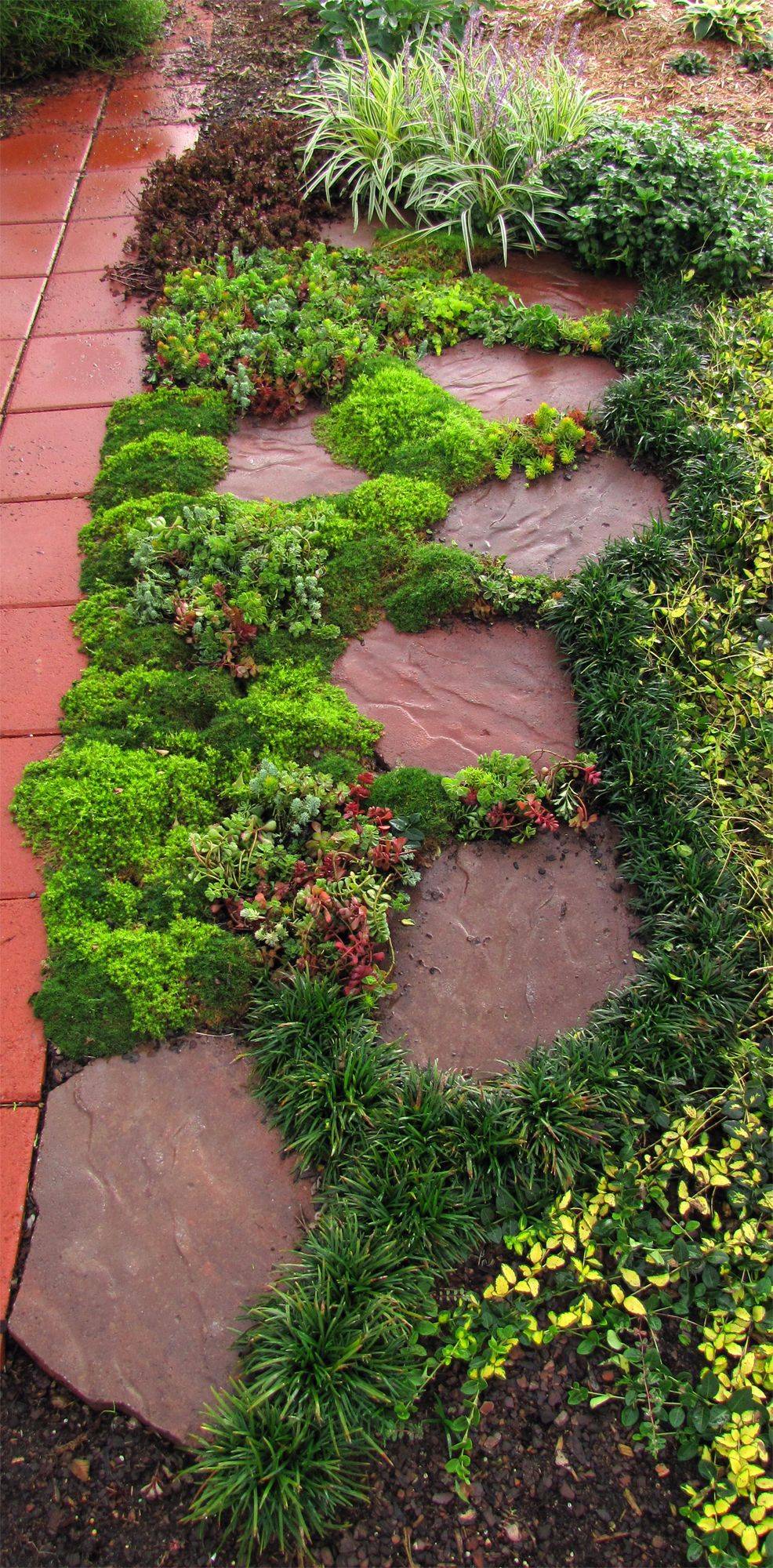 Best Rock Garden Plants