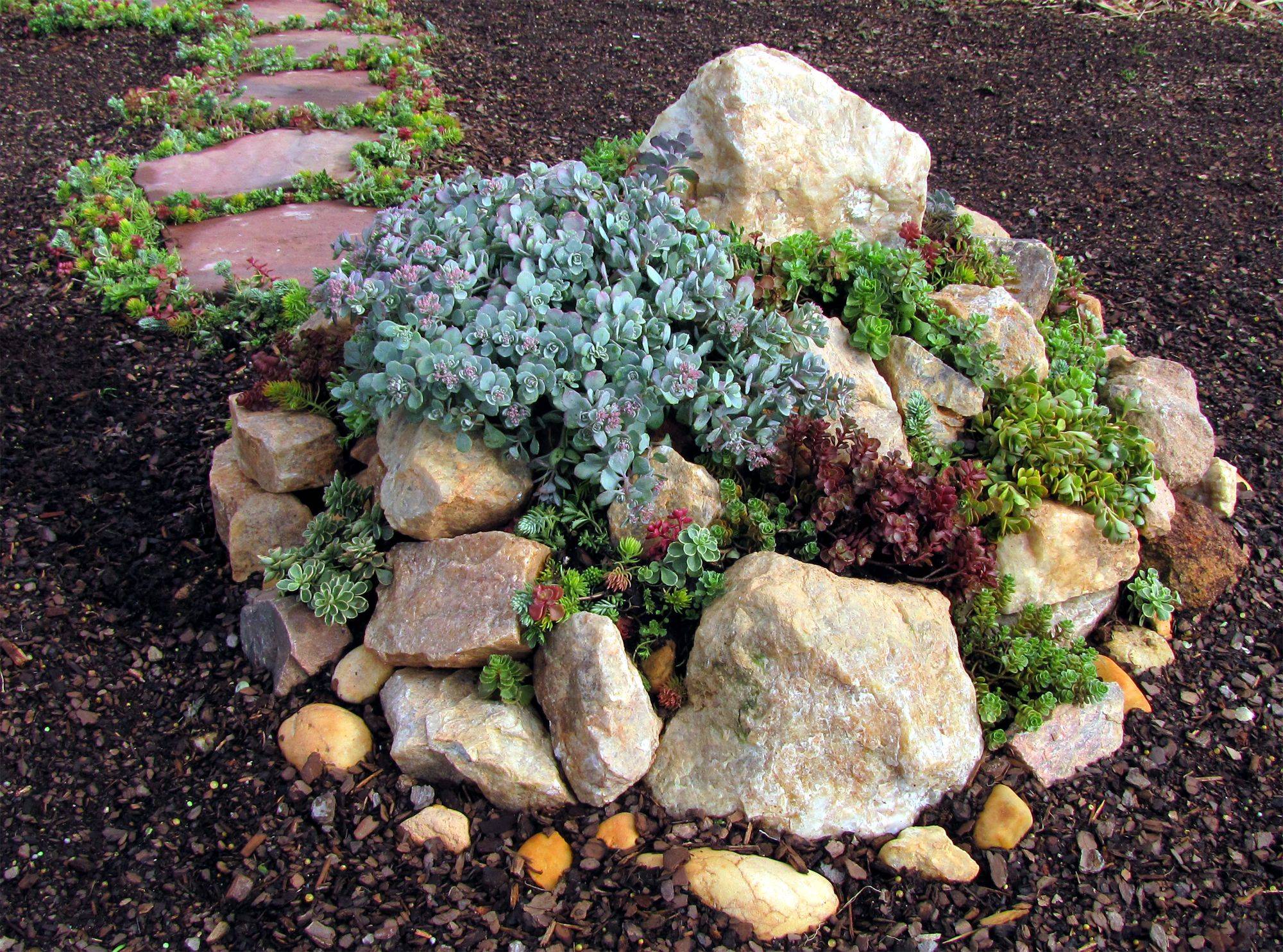 Echeveria Imbricata Amp Sedum Angelina Home Garden Succulent