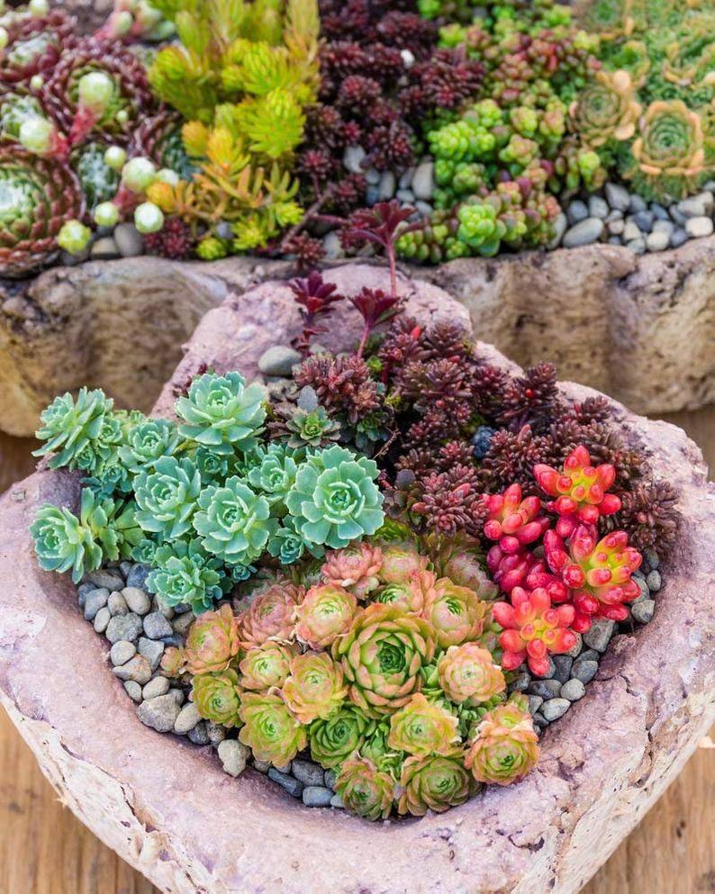 Sedum Succulents