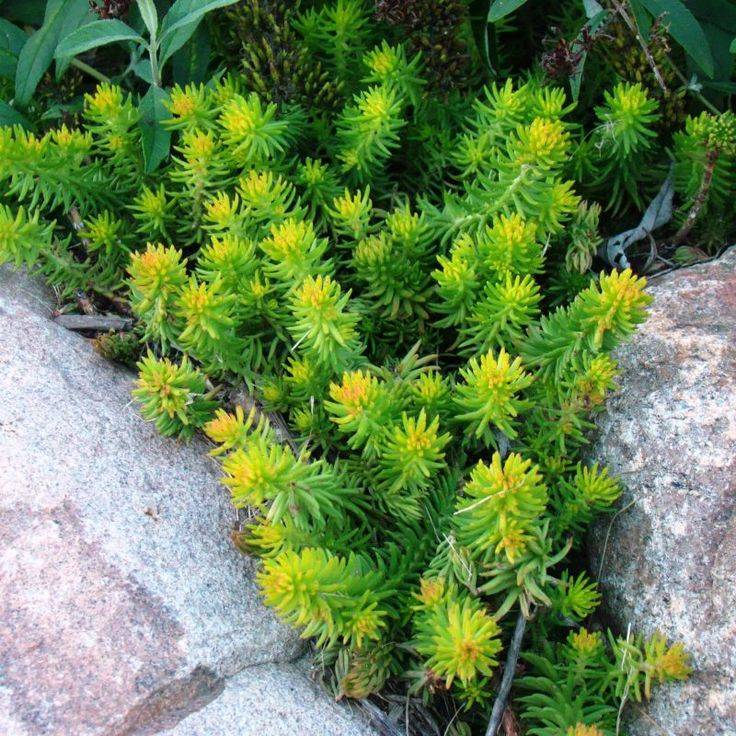 Pinterest Gardens And Garden Ideas