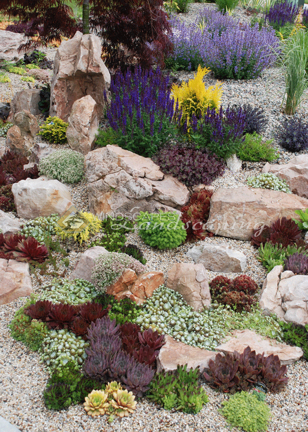 Sedum Autumn Joy Ian Barker Gardens