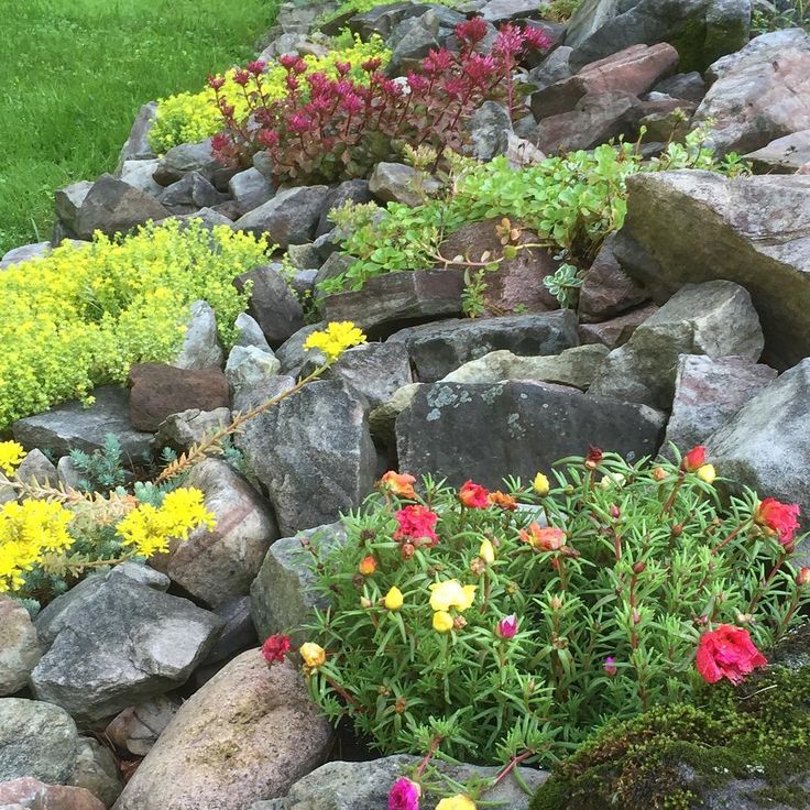 Sedum Mixed Varieties Seeds