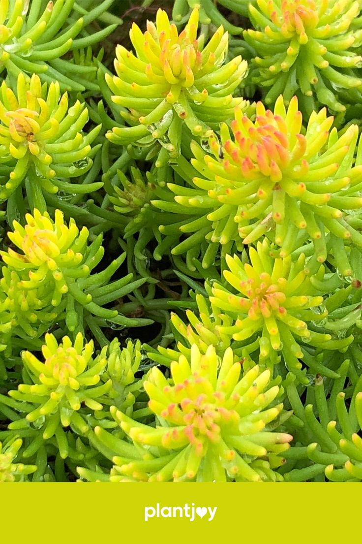 Sedum Rupestre Angelina Rock Garden