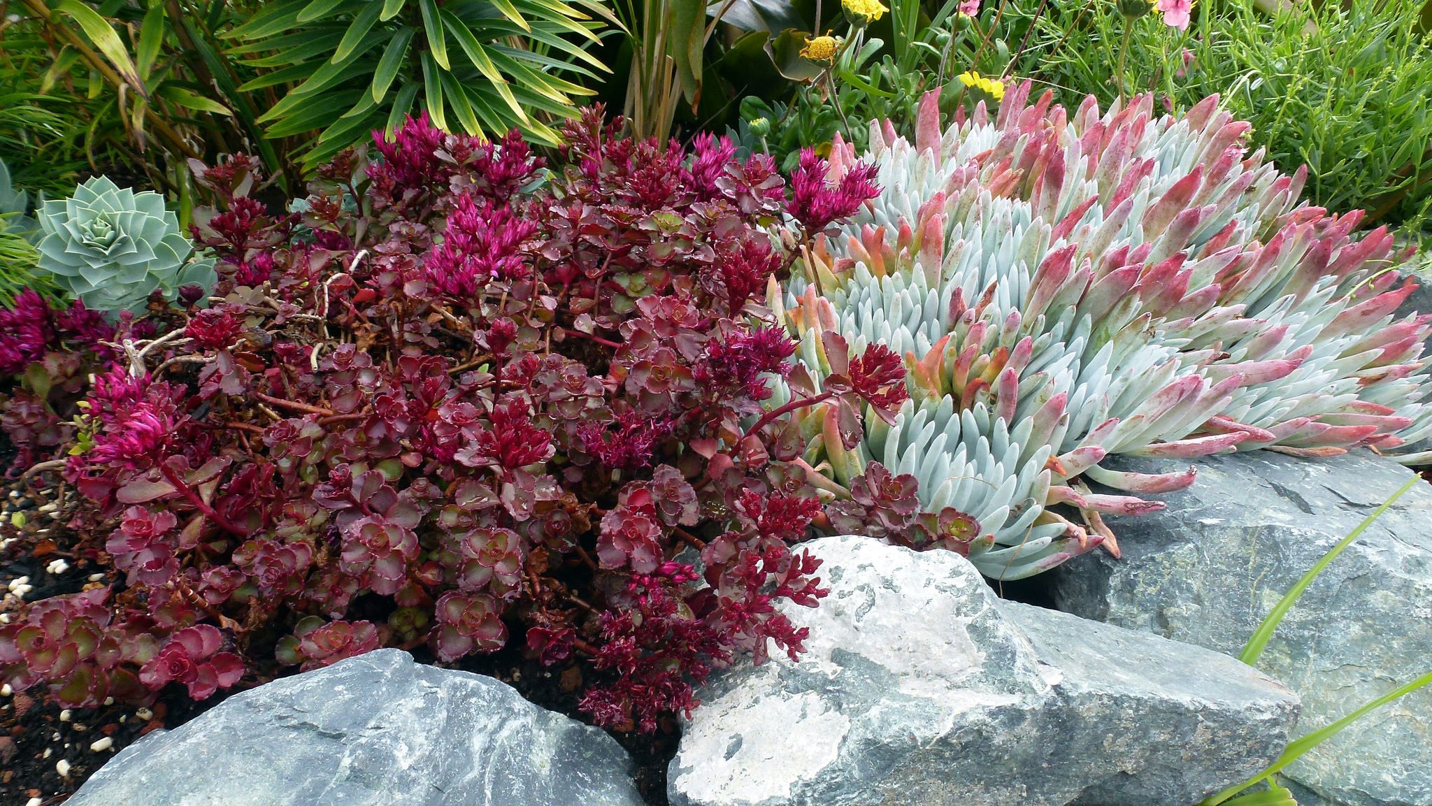 Stonecrop Rock N Grow Pure Joy