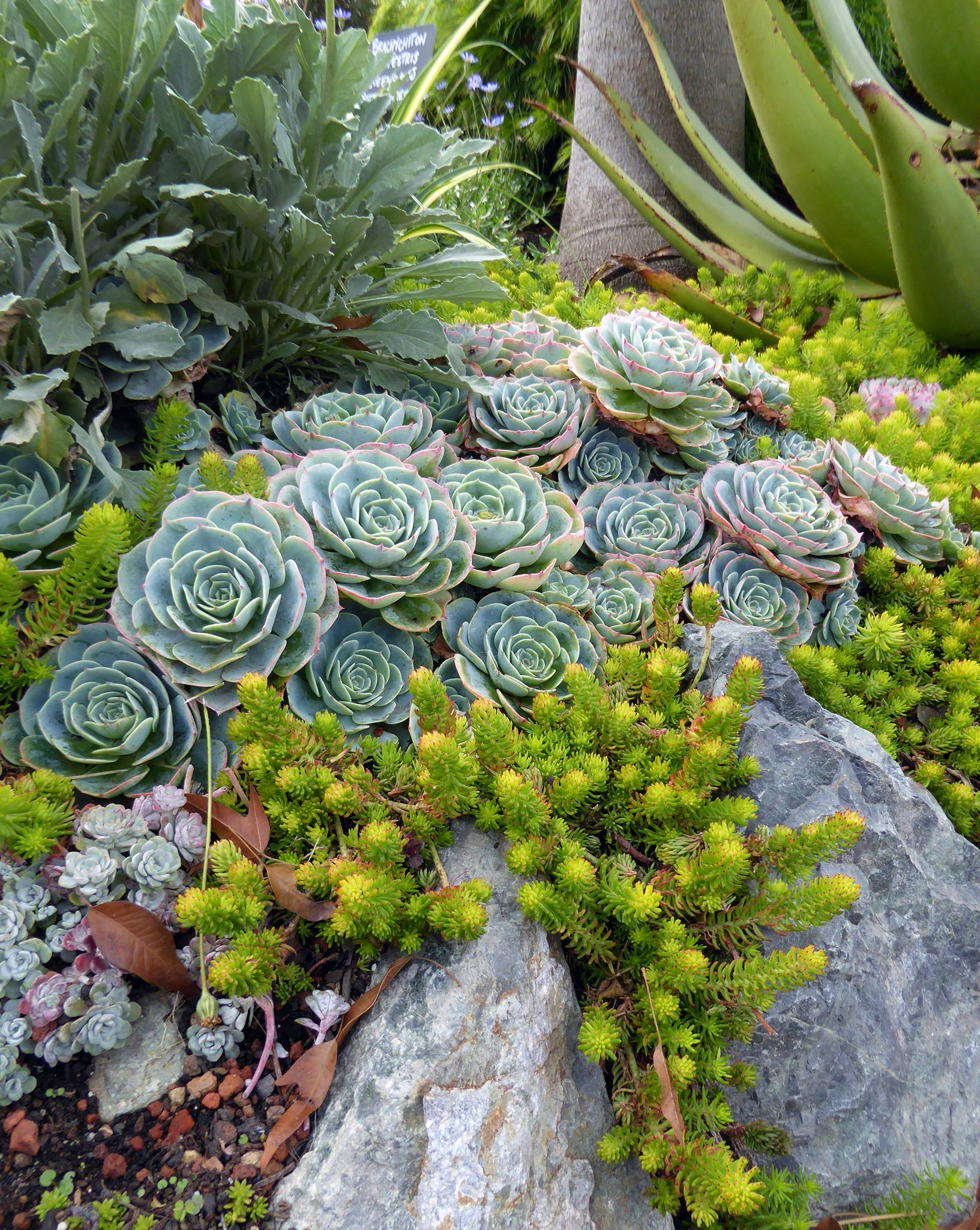 Stonecropsedum Rock Garden Plants