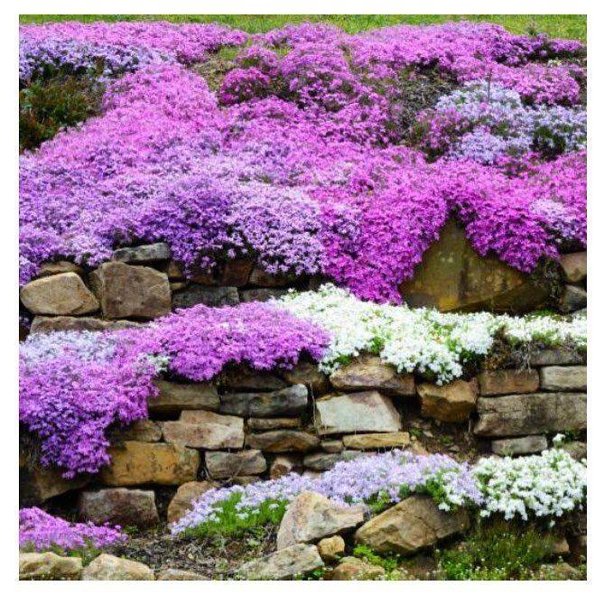 Amazing And Beautiful Emerald Blue Creeping Phlox Ideas