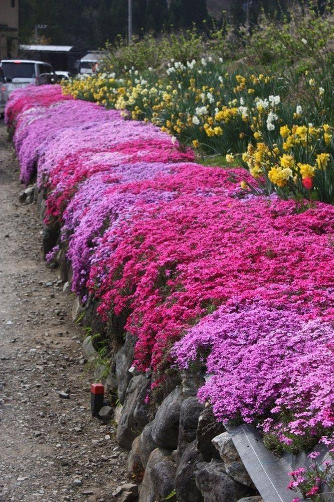 Amazing And Beautiful Emerald Blue Creeping Phlox Ideas