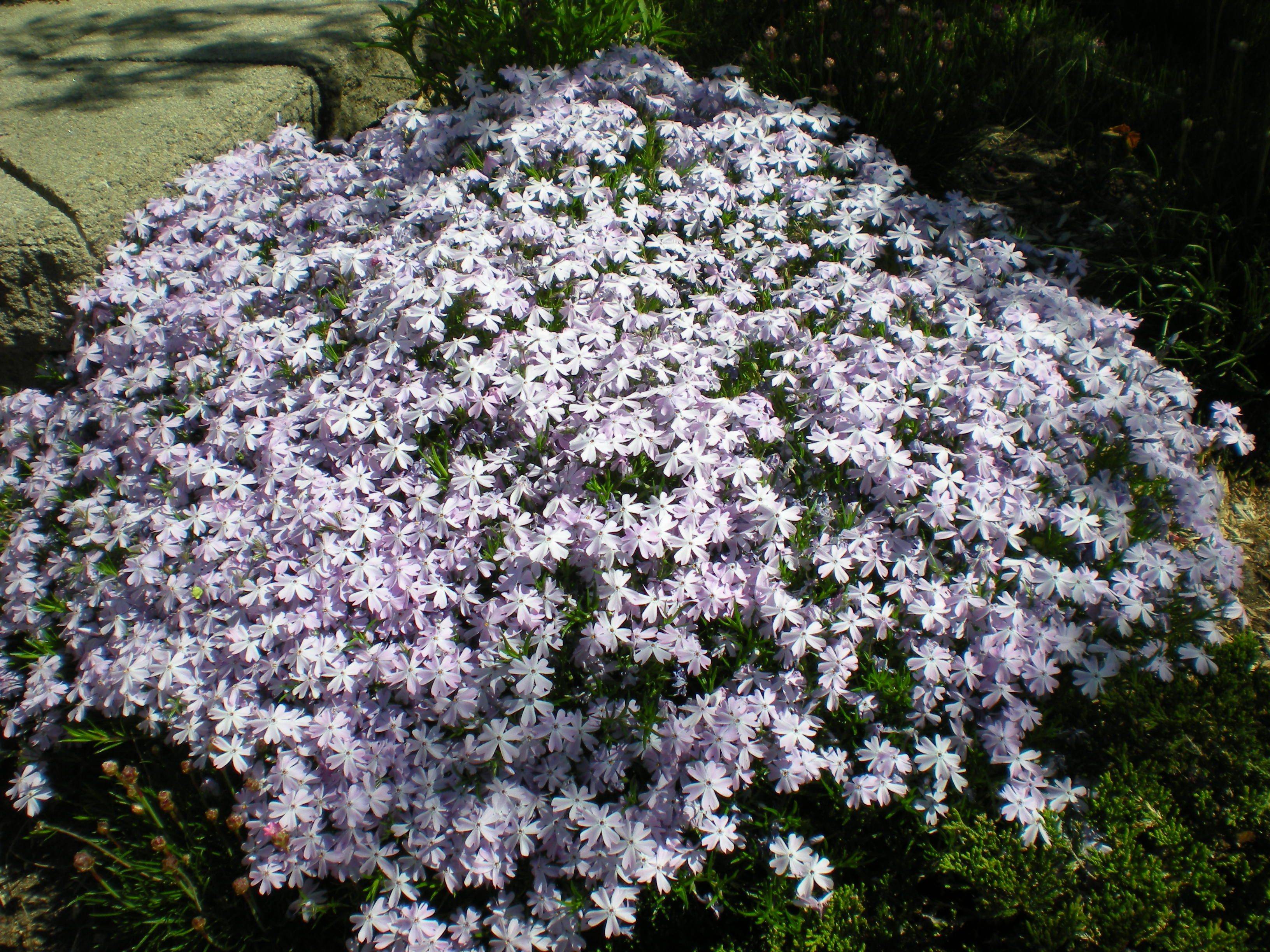 Ground Cover Plants