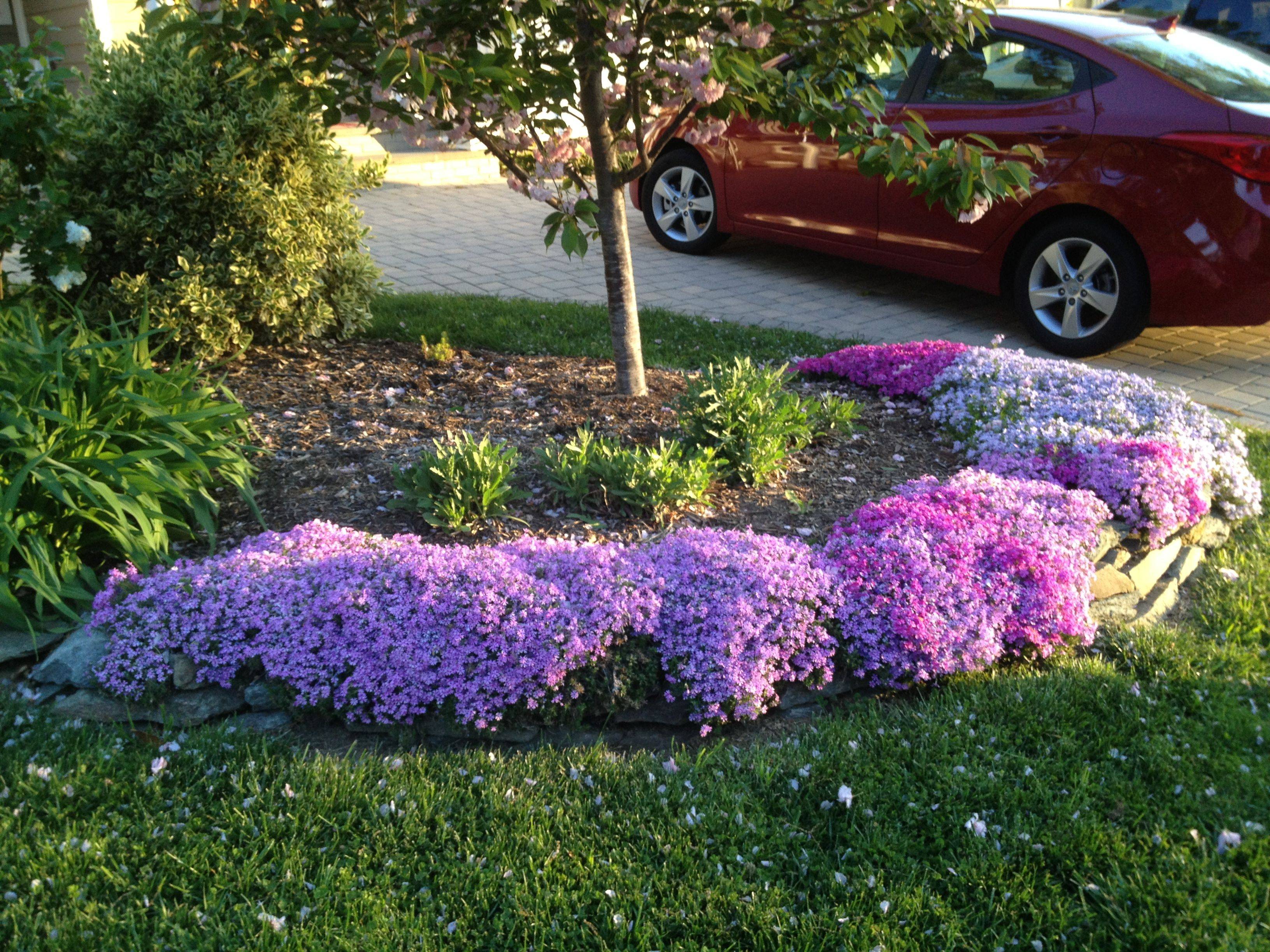 Full Sun Perennials