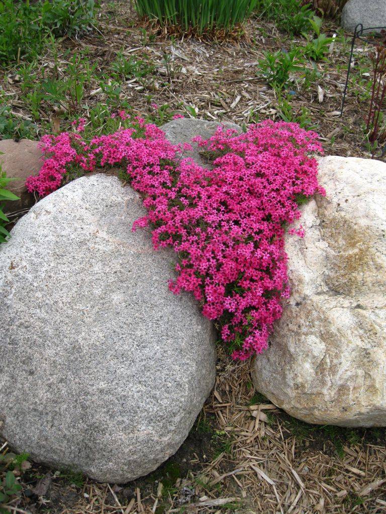 Rock Garden Plants