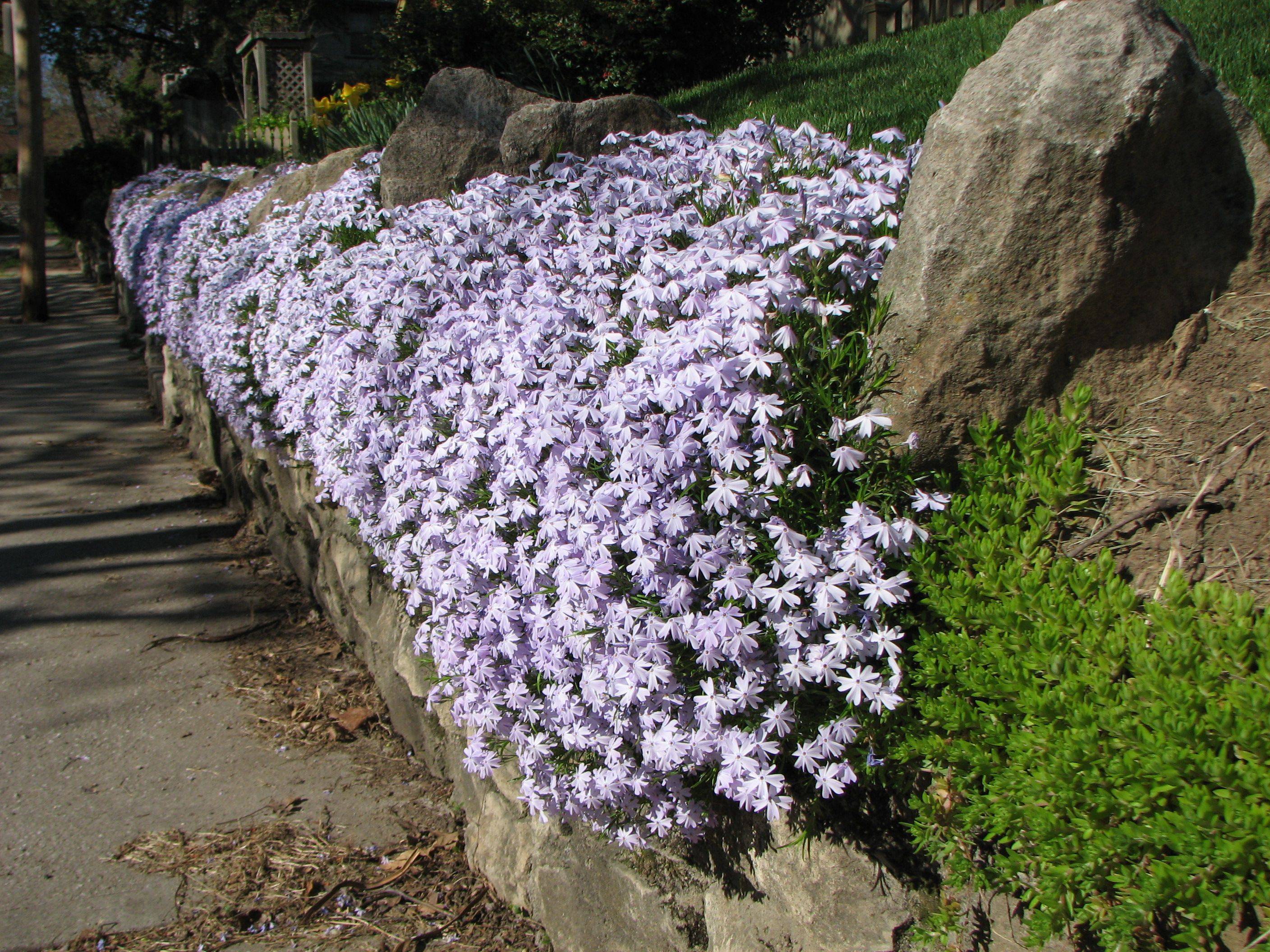 Garden Projects