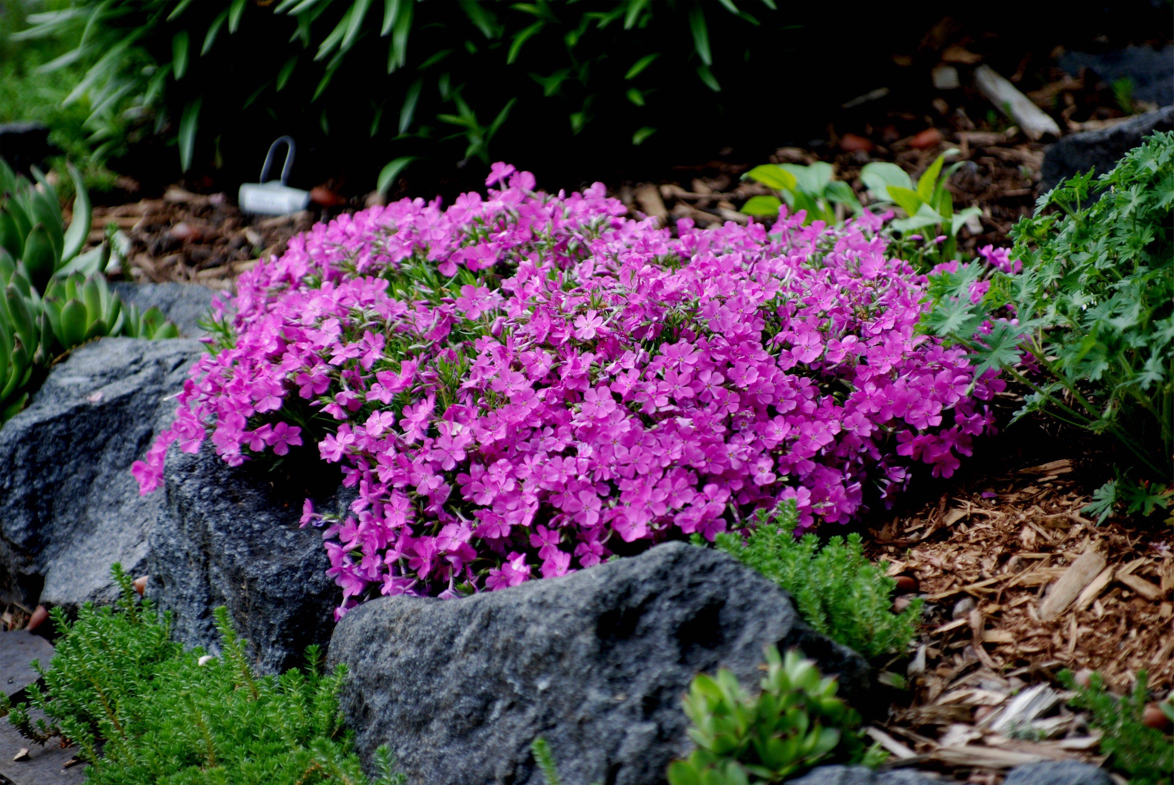 Colorful Creeping Phlox