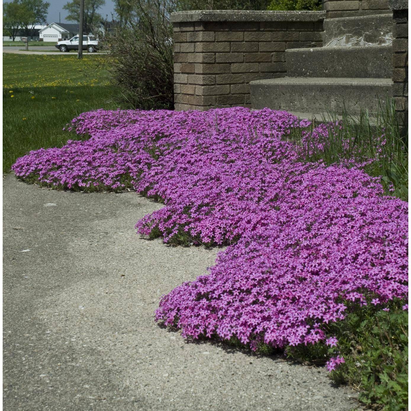 Rock Garden Plants