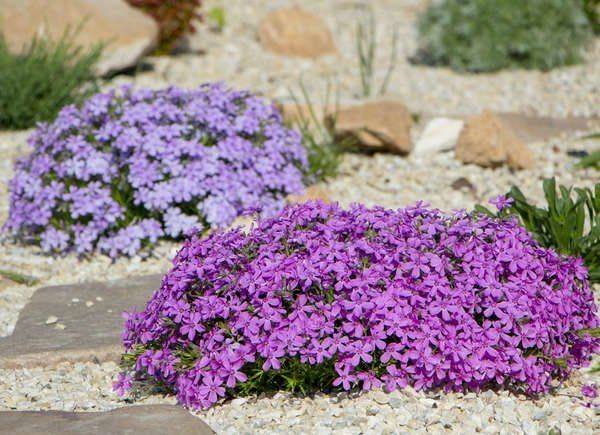 Rock Garden Plants