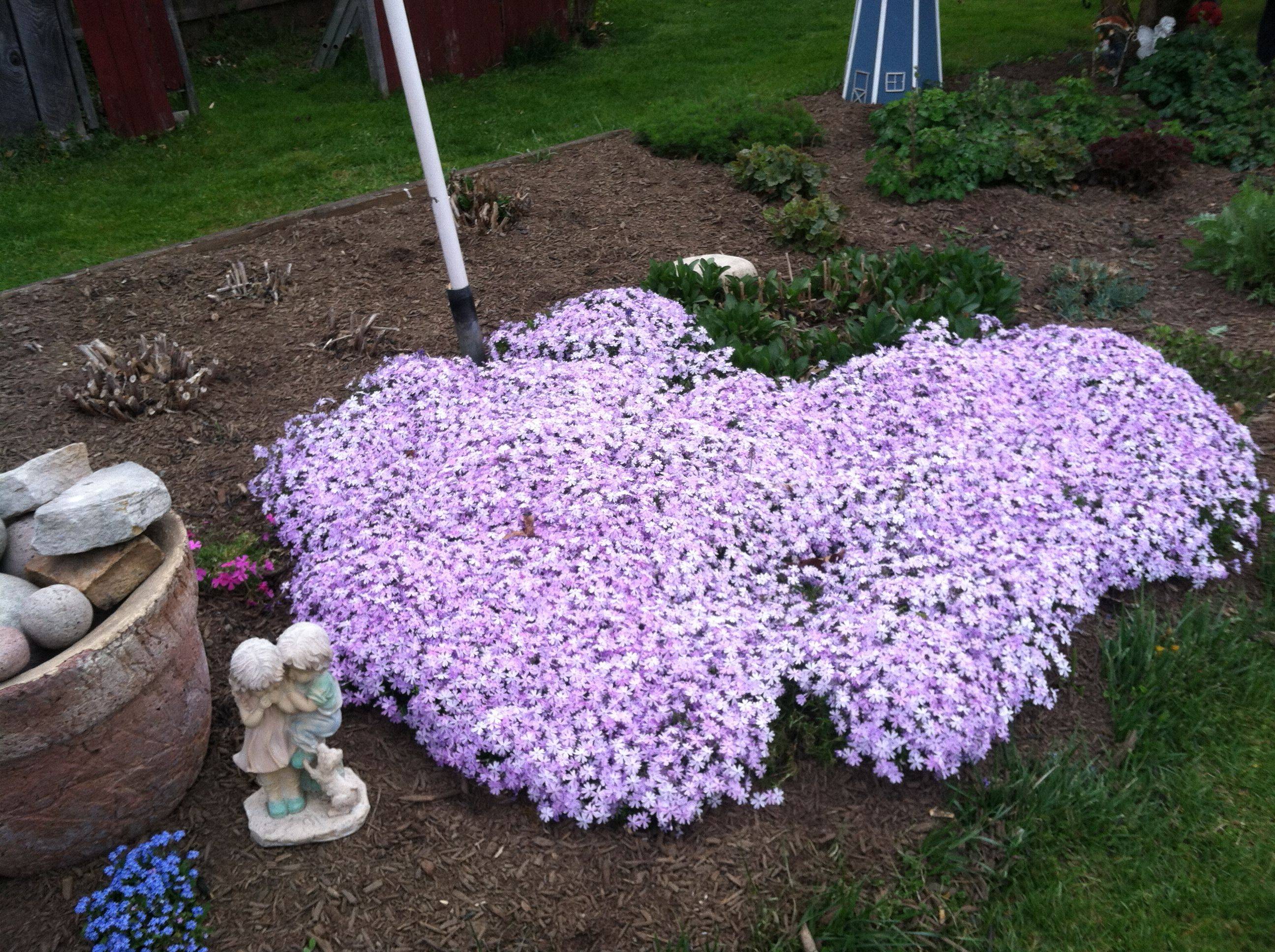 An Ideal Groundcover