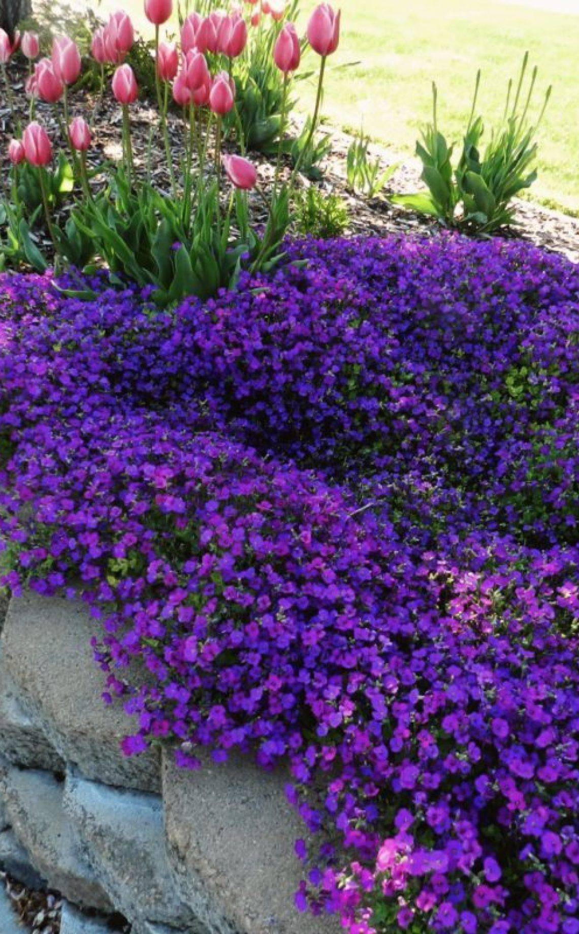 Drought Tolerant Garden