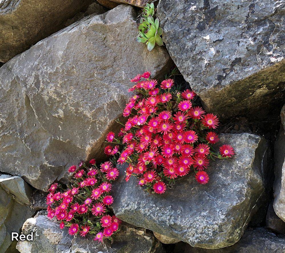 Perennial Ground Cover