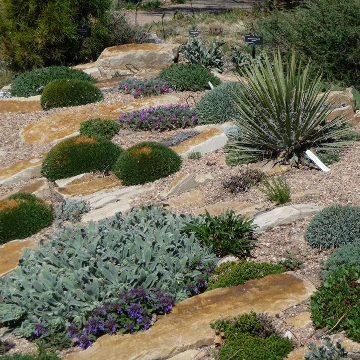 Cold Hardy Outdoor Succulent Garden