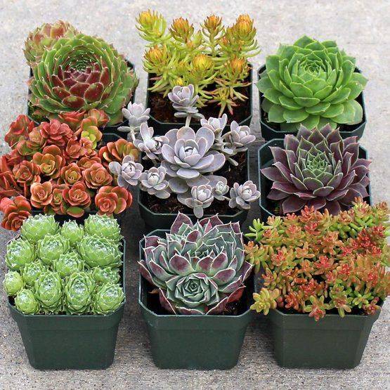 Mountain Crest Gardens Customer Experience Succulents