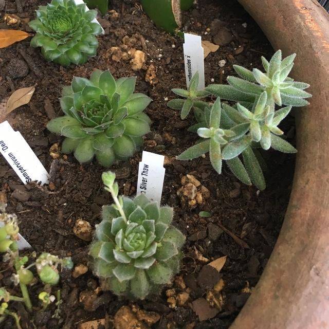 Robertas Piece Rock Crystal Hardy Ice Plants Ice Plant