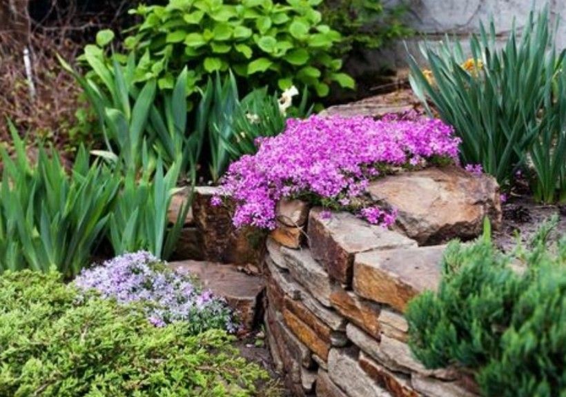 Rock Garden Hardy Succulent Set