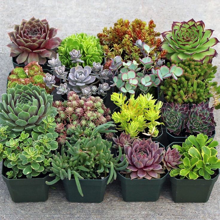 Rock Garden Ideas