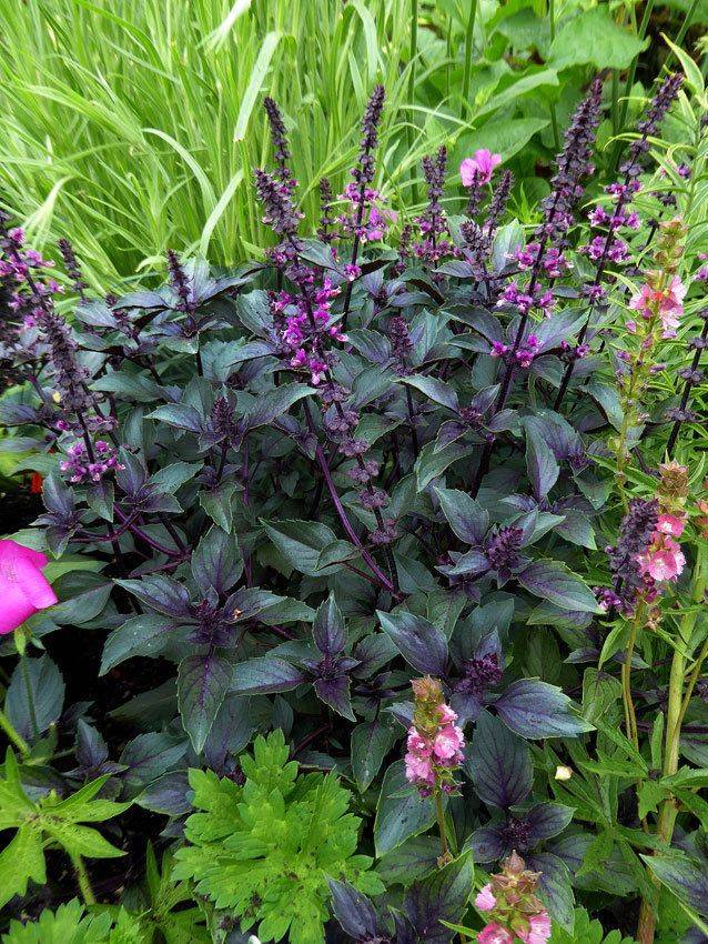 Garden Ideas