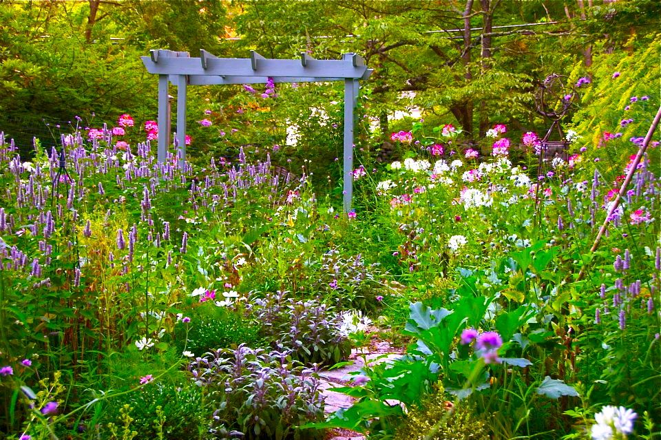 Lemon Verbena Ladys Herb Garden