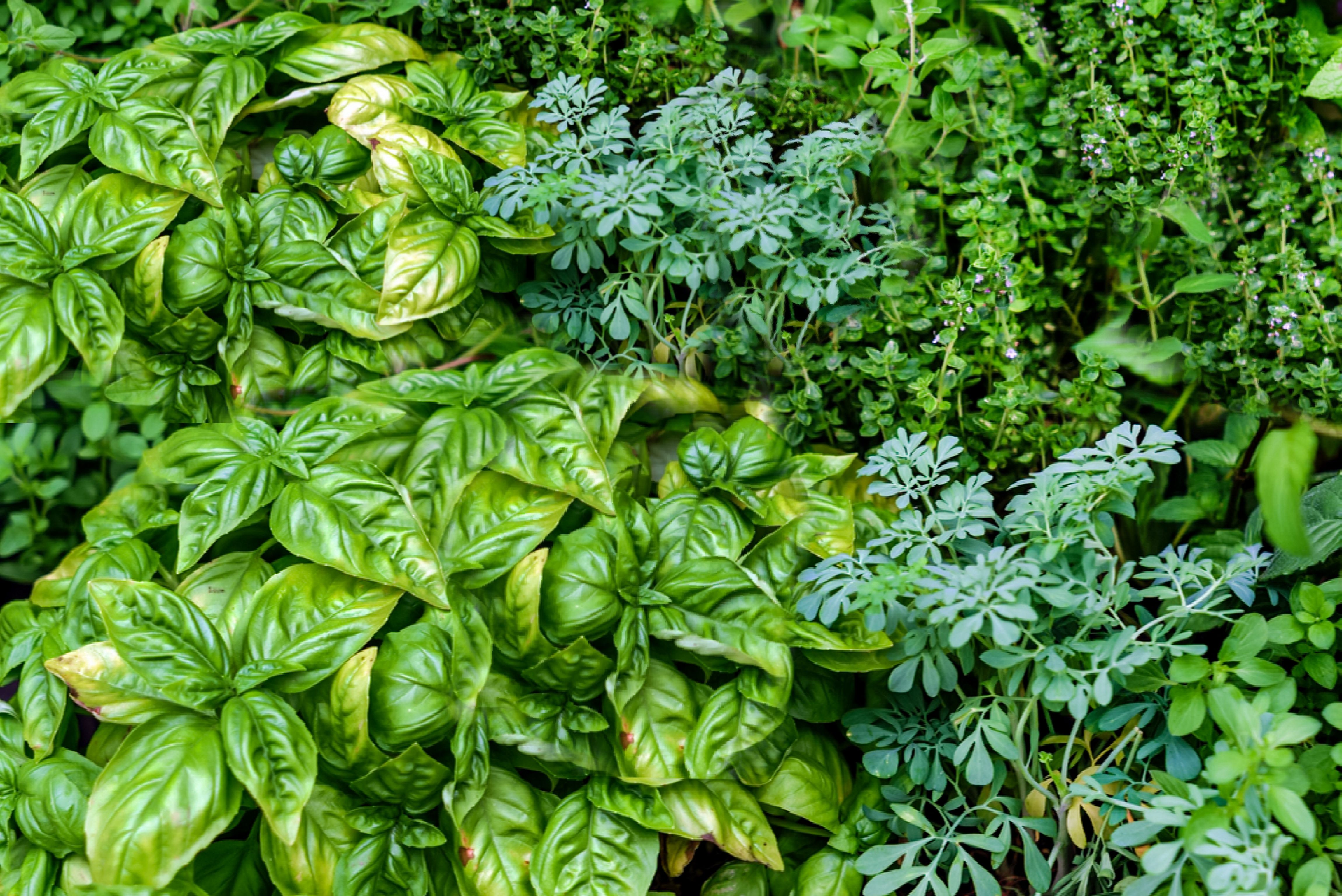My Herb Wildflower Garden