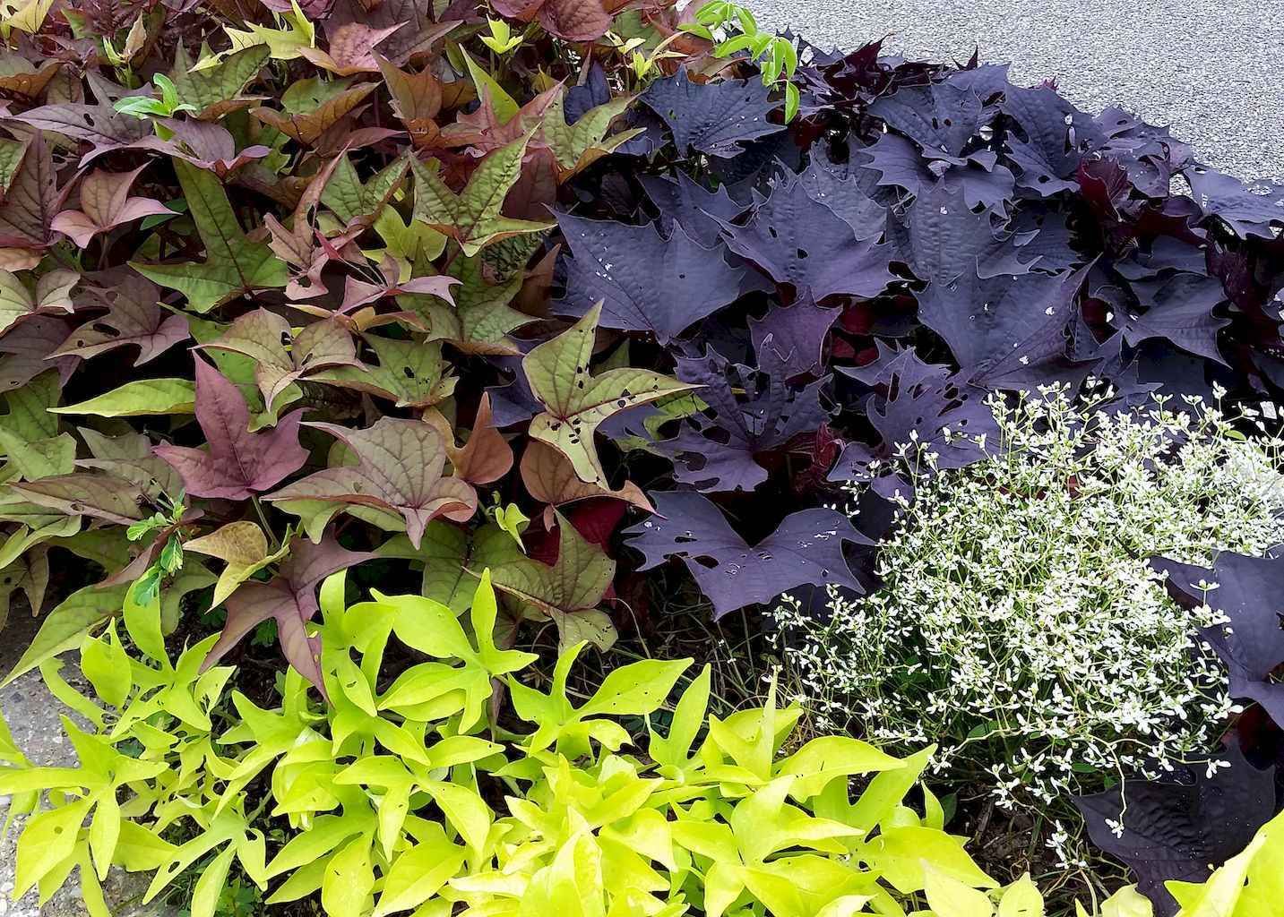 My Herb Wildflower Garden