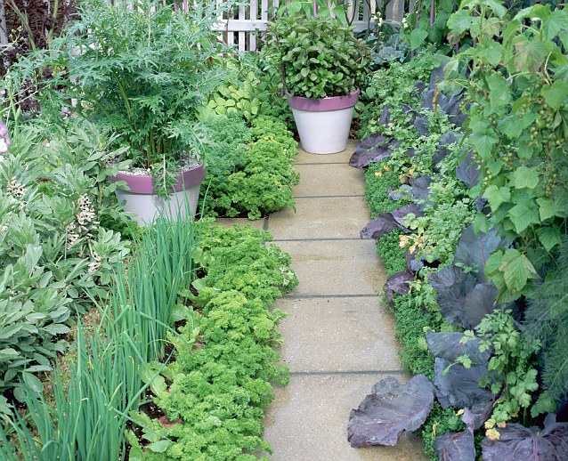 Wild Herb Garden
