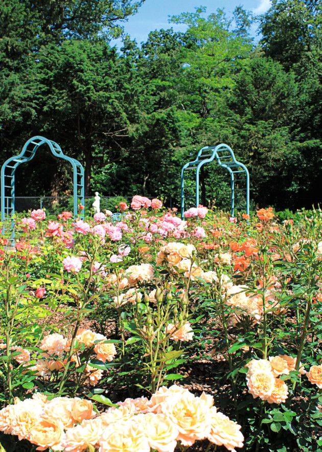 Cliveden Walled Garden