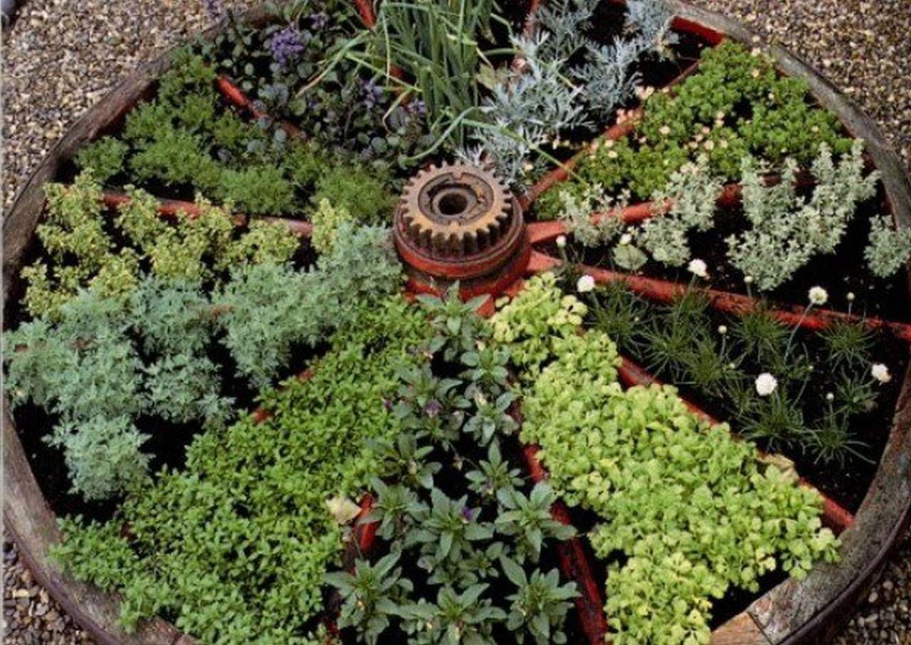 Medicinal Herb Garden Design Photograph