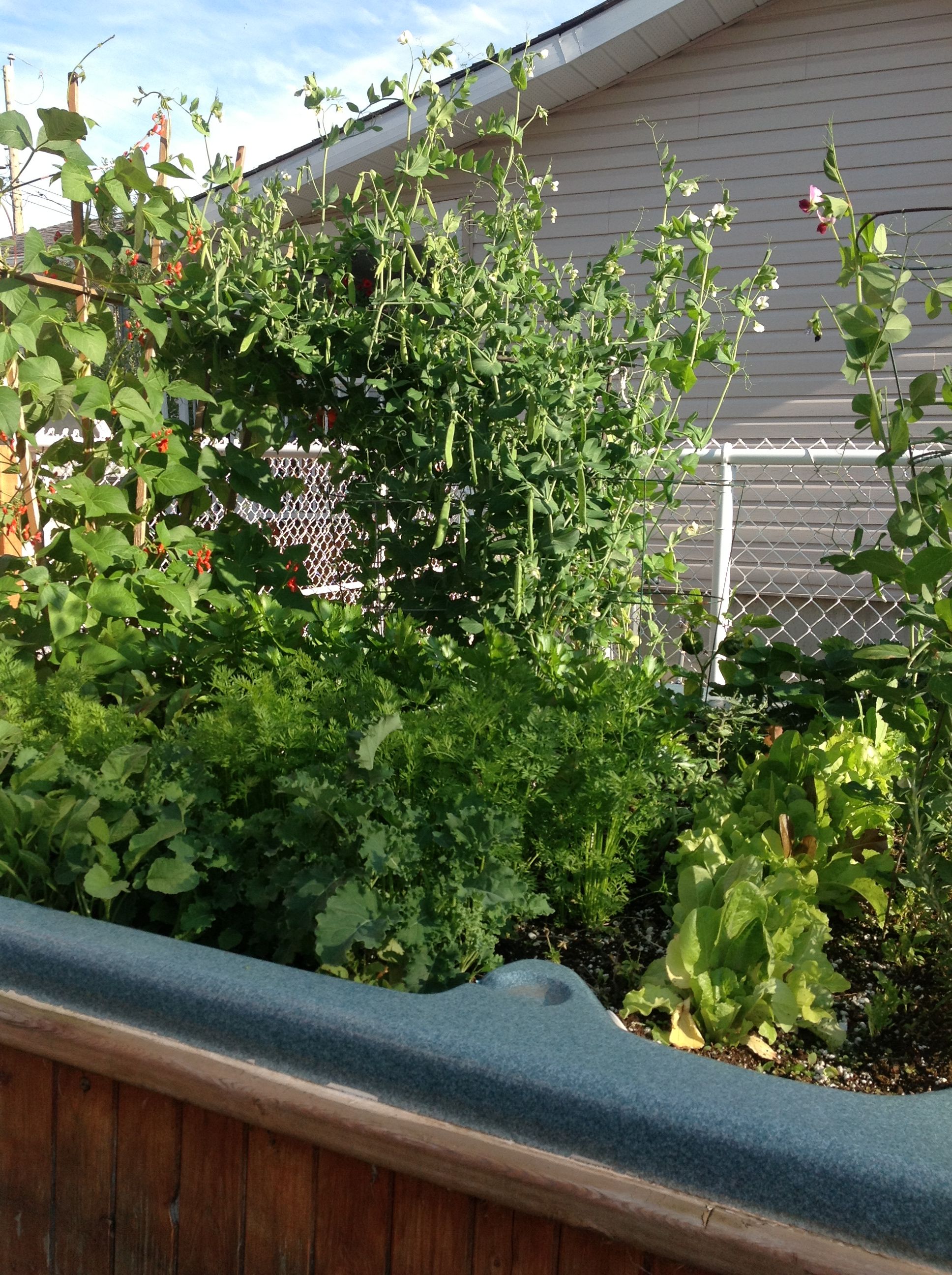 Southwest Gardening Forummy Redneck Cardboard Box Garden Gardenorg