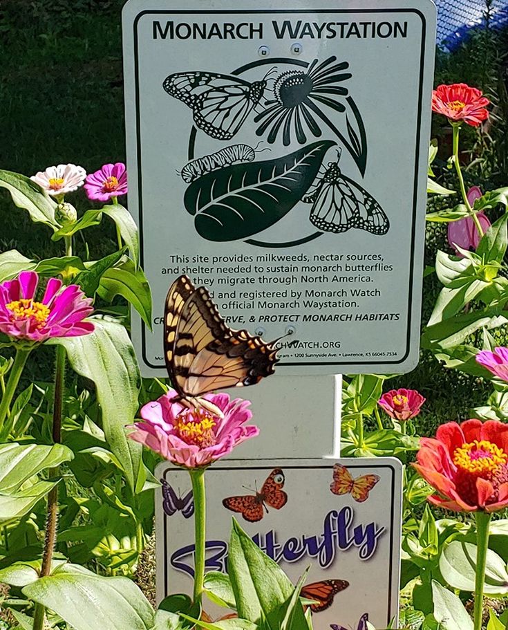 Google Search Butterfly Garden Art