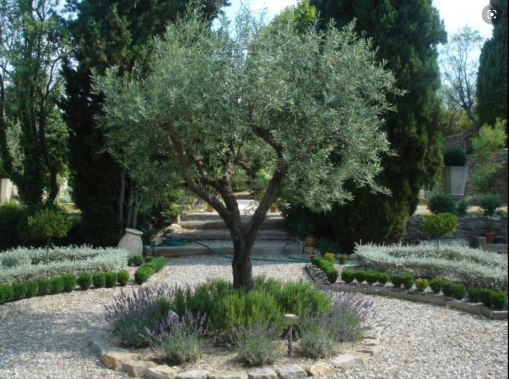 Italian Cypress Trees