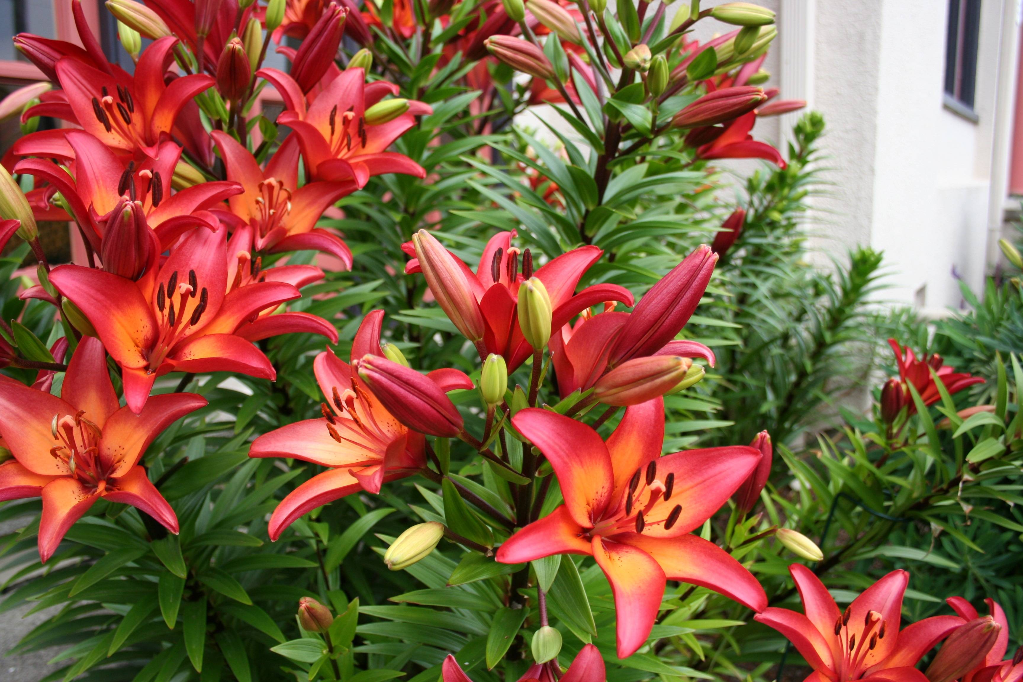 Mediterranean Garden Design